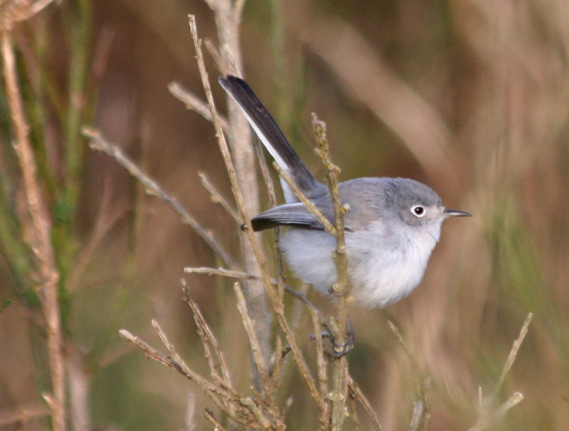 Blue-gray Gnatcatcher  346