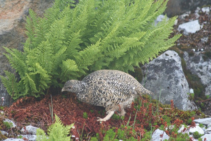 White-tailed Ptarmigan 