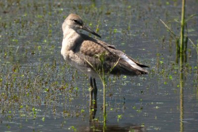 Willet 150