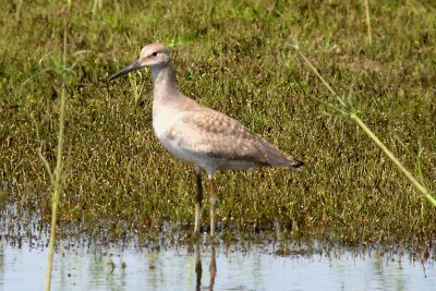 Willet 150