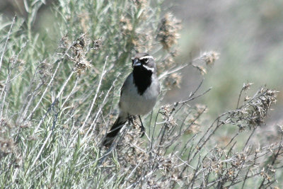 Black-throated Sparrow  411