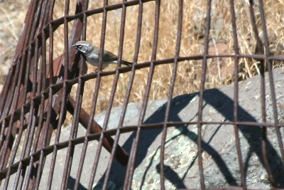 Black-throated Sparrow  411