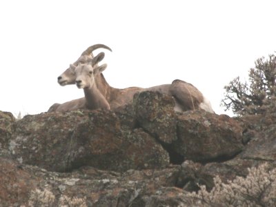 Bighorn Sheep