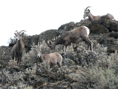 Bighorn Sheep