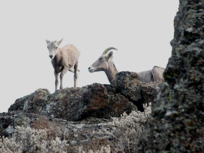 Bighorn Sheep