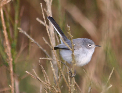 Blue-gray Gnatcatcher  346