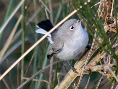 Blue-gray Gnatcatcher  346