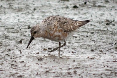 Red Knot 165
