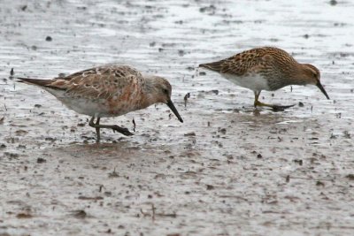 Red Knot 165 w/ Pectoral Sandpiper