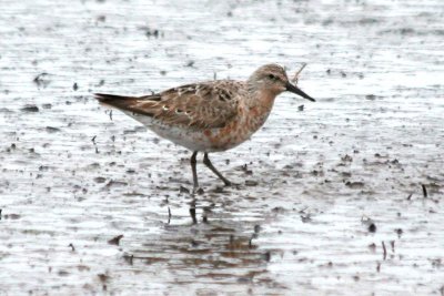 Red Knot 165