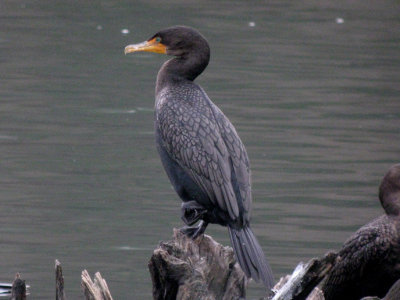 Double-crested Cormorant 93