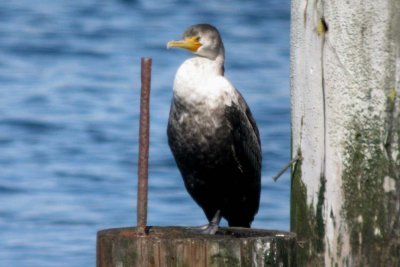 Double-crested Cormorant 93