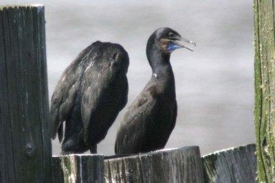 Brandt's Cormorant 92