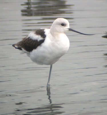 American Avocet 146