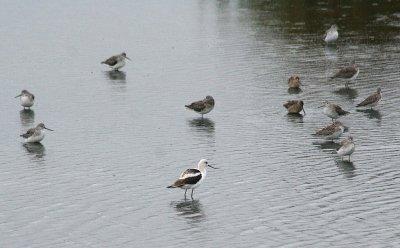 American Avocet 146
