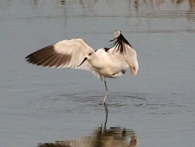 American Avocet 146