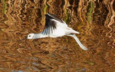 American Avocet 146