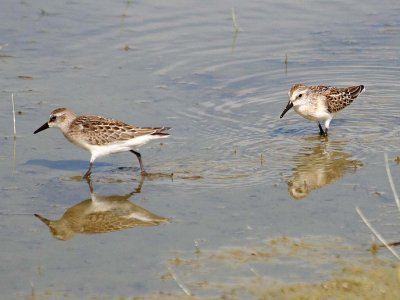 Semipalmated 167 & Western Sandpipers