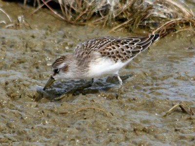 Semipalmated Sandpiper  167