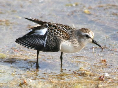 Semipalmated Sandpiper  167