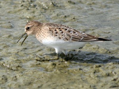 Bairds Sandpiper  172