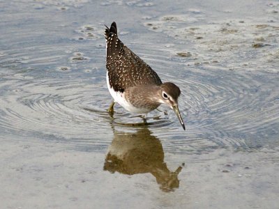 Solitary Sandpiper 149