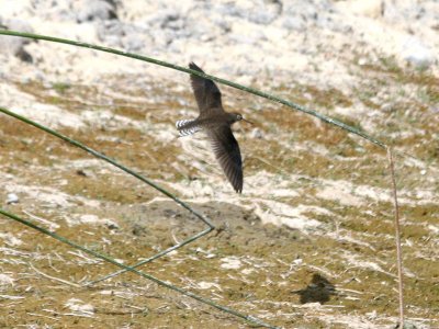 Solitary Sandpiper 149