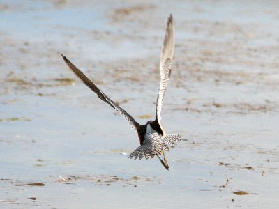 Short-billed Dowitcher  181