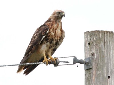 Red-tailed Hawk  119