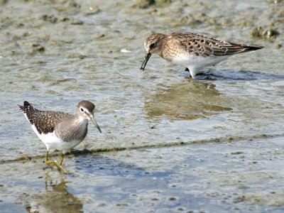 Solitary 149 & Baird's 172 Sandpipers