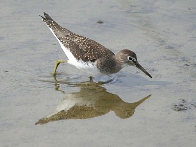 Solitary Sandpiper 149