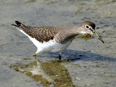 Solitary Sandpiper 149