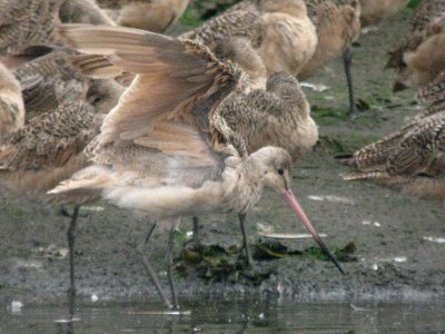Marbled Godwit 161