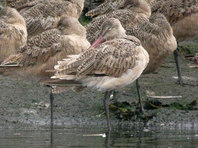 Marbled Godwit 161