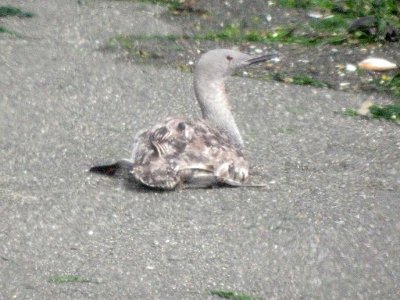 Red-throated Loon  60