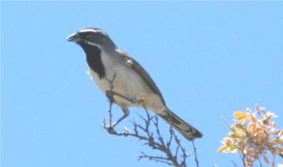 Black-throated Sparrow 411