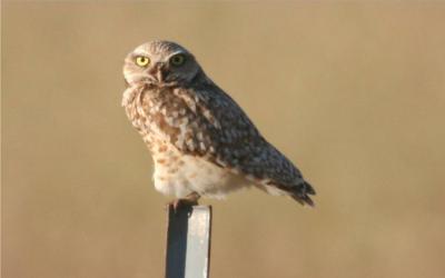 Burrowing Owl 249
