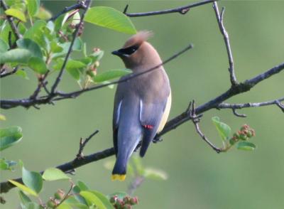 Cedar Waxwing 369