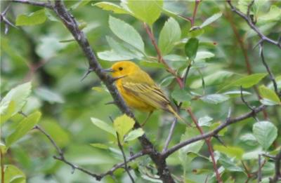 Yellow Warbler 376