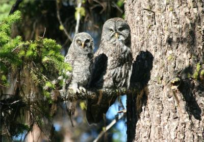 Great Gray Owl and chick 252