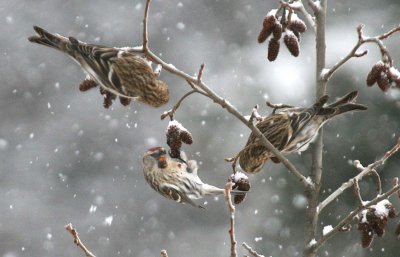 Common Redpoll  460