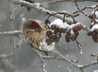 Common Redpoll  460