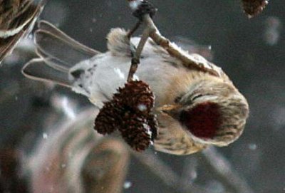 Common Redpoll  460