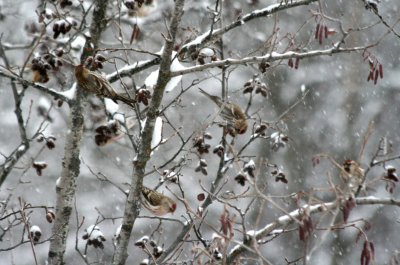 Common Redpoll  460