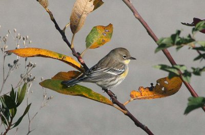Yellow-rumped Warbler   381