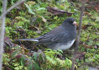 Slate-colored Dark-eyed Junco 426