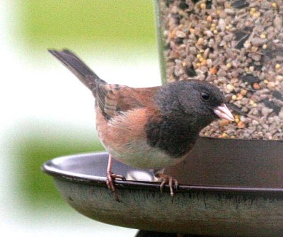 Oregon Dark-eyed Junco  426