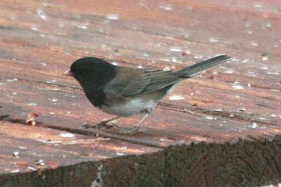 Cassiar- type Dark-eyed Junco  426