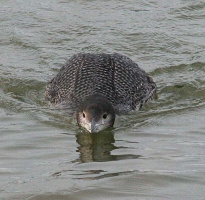 Common Loon 63