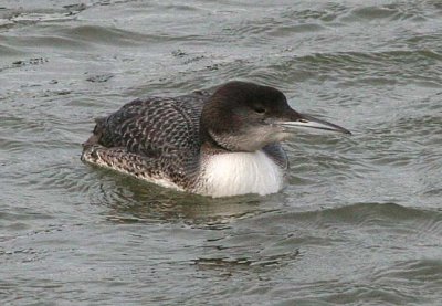 Common Loon 63